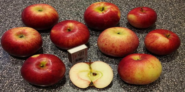 تصویر 2 از قیمت خرید سیب گلاب تابستانی + فروش ویژه
